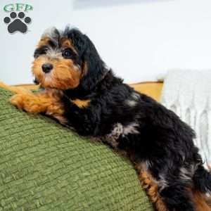 Jase, Mini Bernedoodle Puppy